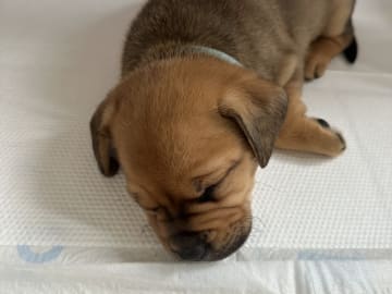 Fransk bulldog och Australiensisk Sheperd · Karlstad · Mia A.