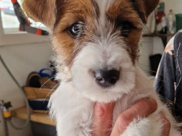 Jack russell terrier · Stenkullen · Baylight`s
