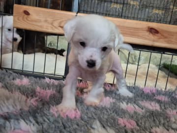 Chinese crested dog · Aneby · Sagolis