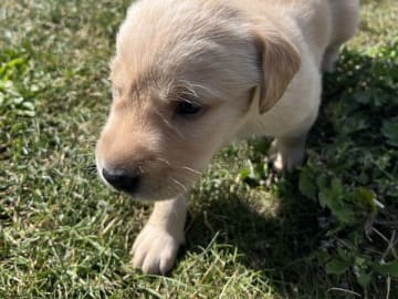 Labrador retriever · Esbjerg N · Jacob Bendixen