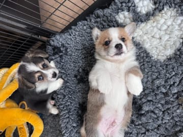 Welsh corgi pembroke · Ballangen · Stokkenes