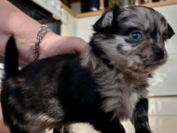 Chihuahua · Bålsta · Bålsta
