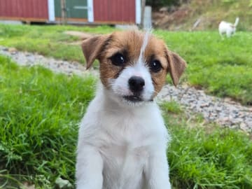 Jack russell terrier · Svenshögen · Sheridog