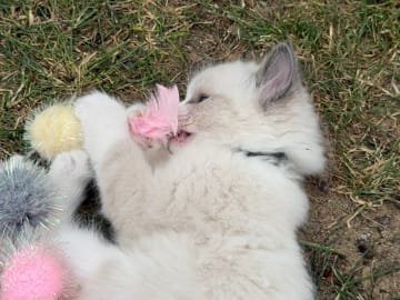 Ragdoll · Vallentuna · Anderwels