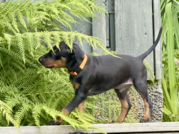 Manchesterterrier · Rennesøy · WestChester Kennel