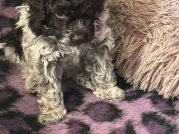 Lagotto romagnolo · Falköping · Tryffelhundens Kennel