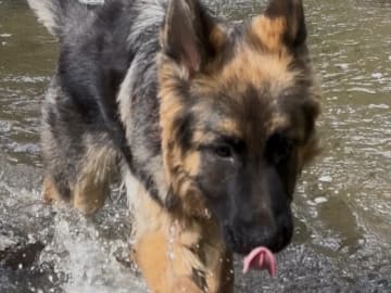 Schæferhund · Vittinge · Estridh S.