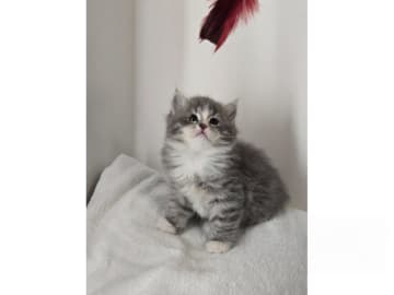 Sibirisk katt · Kävlinge · SE *Lila Skrälle