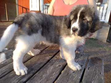 Pyreneisk mastiff · Grängesberg · Dulanilo's