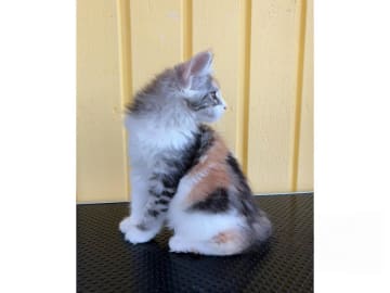 Maine Coon · Motala · SE*Knäkattens
