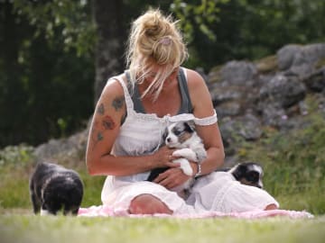 Miniature american shepherd · Hjo · Amazing Sun Fairy