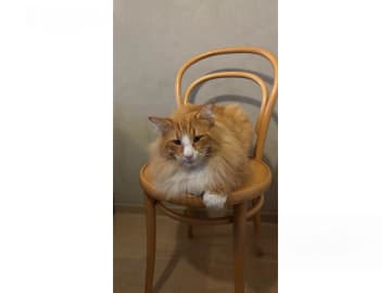 Norsk skogkatt · Enköping · Lodahlshjem