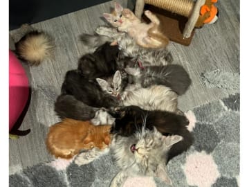 Maine Coon · Timmersdala · SE*Catillacs