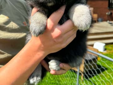 Finsk lapphund · Mjölby · World's Wildest