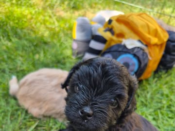 Shihpoo