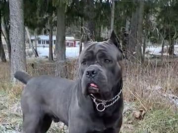 Cane corso · Saltsjö-boo · Jenny E.