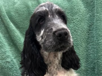 Cocker spaniel · Henån · Allert's