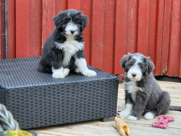 Bearded collie · ängelholm · Beardmarked's