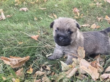 Cairn Terrier · Gjern · Ove Ulrik Jørgensen