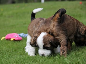 Tibetan Terrier · Halden · Lena Mari Fjeld