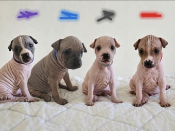 American hairless terrier · Nyråd · christina B.