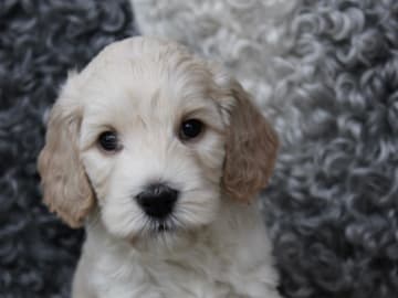 Backamos Labradoodle