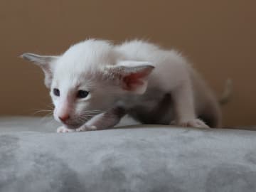 Oriental Adore Cattery