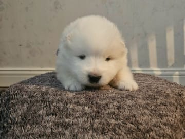 Samojedhund · Umeå · Vintertassen
