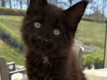 Maine Coon · Gränna · Black pearl