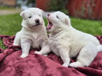 Samojedhund · Billesholm · Jessica O.