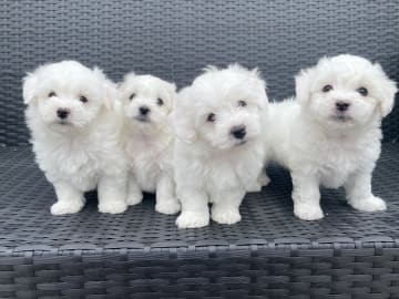 Bichon frisé · Staffanstorp · Ana K.