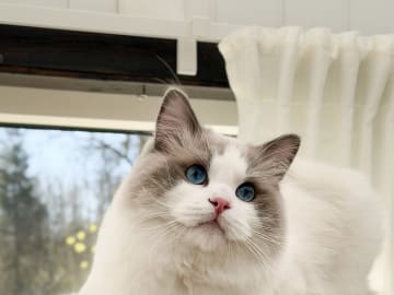 Ragdoll · Bjärnum · Medina’s Dolls