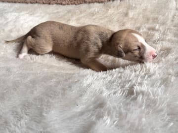 Whippet · Söderköping · Mac Bells