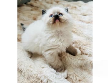 Ragdoll · Trollhättan · SE*Sapphire Blue Eyes