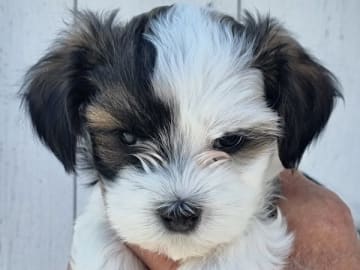 Bichon havanais · Stocka · Kambiones
