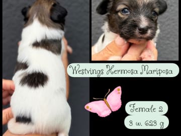 Papillon · Västra frölunda · Westvings