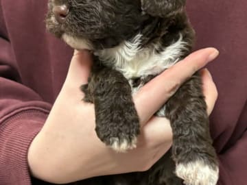 Kennel Bellamigo