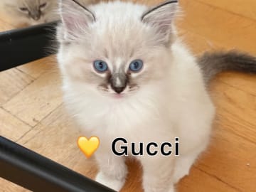 Ragdoll · Heberg · DiamondStone