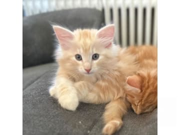 Norsk skogkatt · Hällekis · SE*Kinnekulles