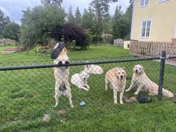 Golden retriever · Tjällmo · Ekbergarn’s  kennel