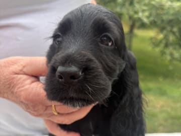 Cocker spaniel · Svartsjö · Accounts