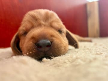 Basset fauve de Bretagne · Tyringe · Edendahls