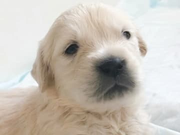 Golden retriever · Åbogen · Elin Dahl