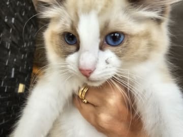 Ragdoll · Stenkullen · Zac kennel