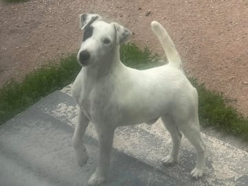Fox terrier glatthåret · Vankiva · Rottriver's