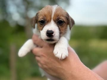 Jack russell terrier · Svenshögen · Sheridog