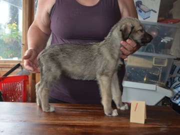 Irsk ulvehund · Stora Levene · Åkerö's