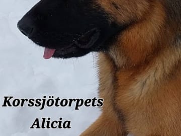 Tysk Schäferhund · Robertsfors · Korssjötorpets