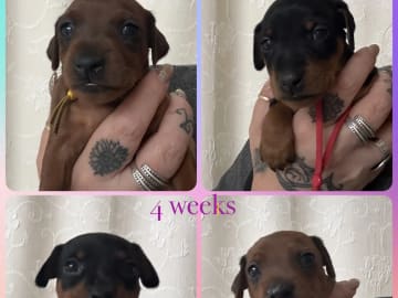 Dvärgpinscher · Gimse · Fiery De Star