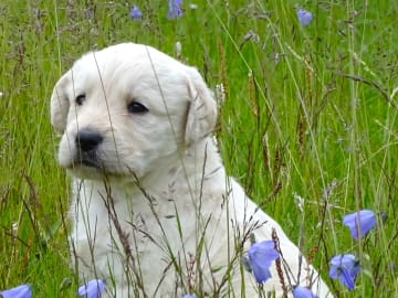 Labradoodle · överkalix · Humlehjarta